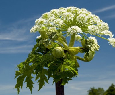 «Винищувачі борщівника» в Татарстані забагато на себе взяли