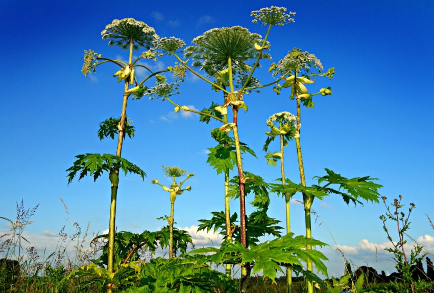 «Винищувачі борщівника» в Татарстані забагато на себе взяли «Винищувачі борщівника» в Татарстані забагато на себе взяли