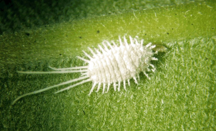 Амариллисовый червець Амариллисовый червець