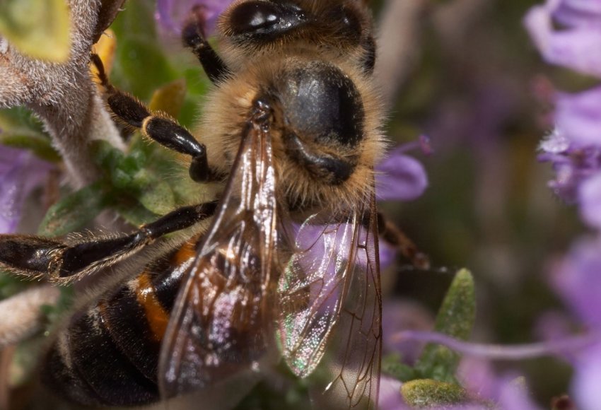 Курських бджіл труять аграрії? Курських бджіл труять аграрії?