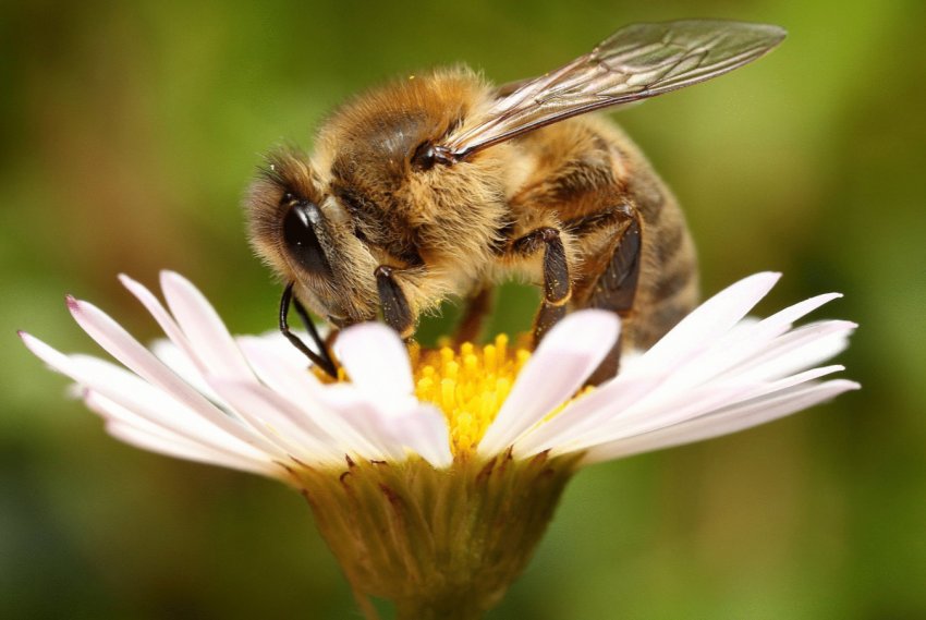 Курських бджіл труять аграрії? Курських бджіл труять аграрії?