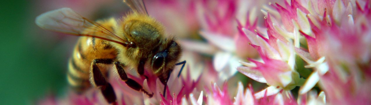 Курських бджіл труять аграрії?