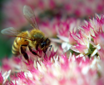 Курських бджіл труять аграрії?