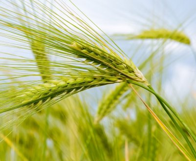 У російських засіках зростають обсяги зерна