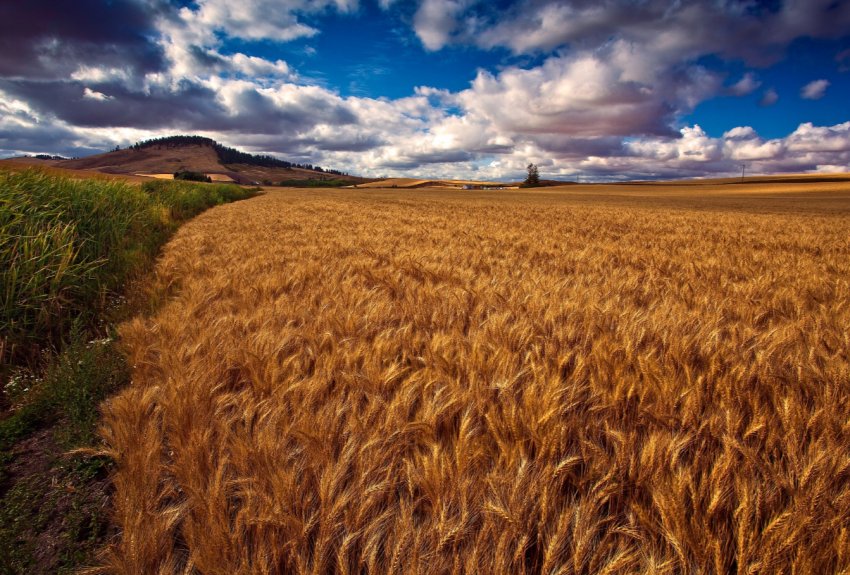 В російських засіках зростають обсяги зерна