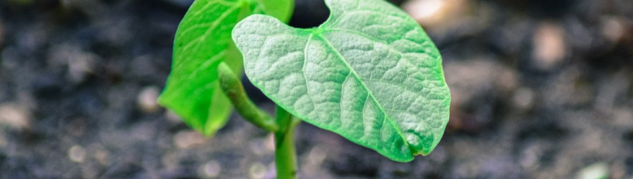 З початку року аграрії України використовували 24,4 тисячі тонн ЗЗР