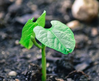 З початку року аграрії України використовували 24,4 тисячі тонн ЗЗР