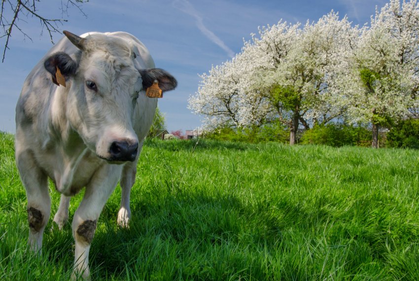 Аграрії Татарстану активно готують частування для худоби