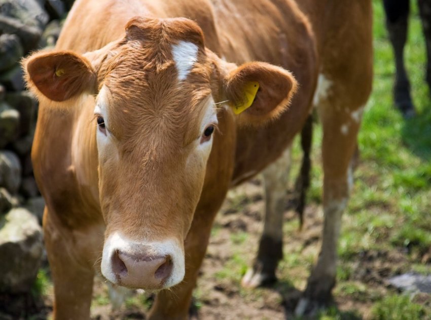 Аграрії Татарстану активно готують частування для худоби