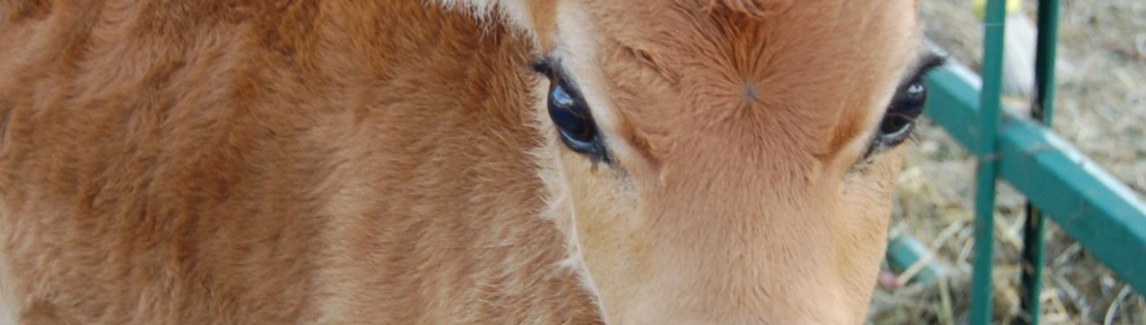 Сахалінські корови вирушили в «літні табори»