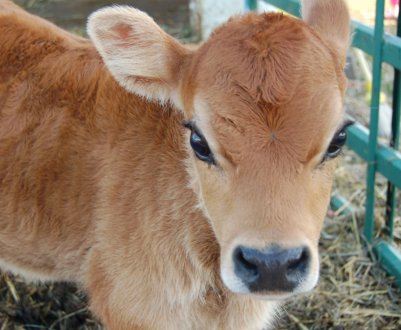 Сахалінські корови вирушили в «літні табори»