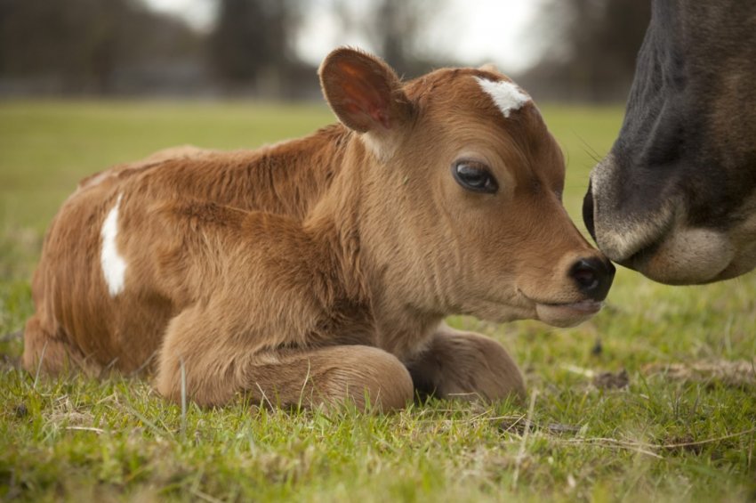 Чуваські скотарі приступили до роботи з ембріонами Чуваські скотарі приступили до роботи з ембріонами