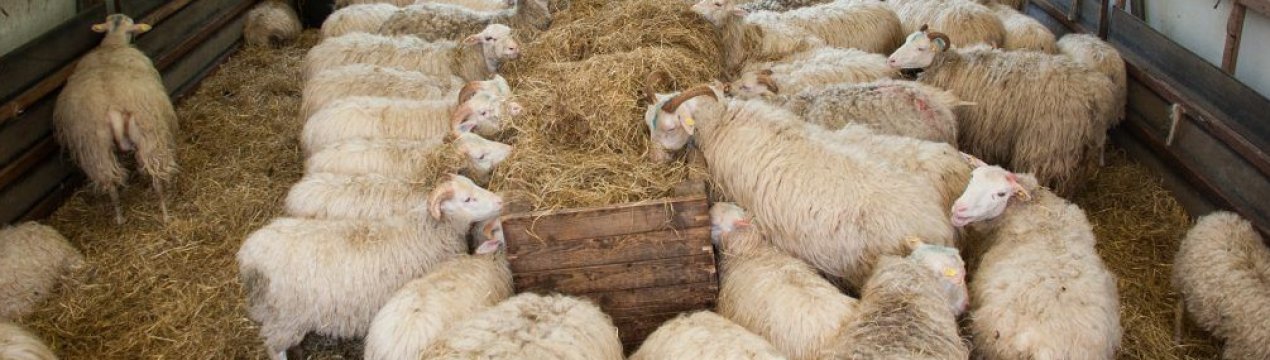 можно ли держать баранов в частном доме. . можно ли держать баранов в частном доме фото. можно ли держать баранов в частном доме-. картинка можно ли держать баранов в частном доме. картинка .