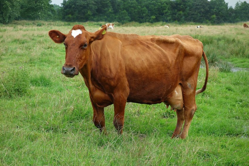 Виробництво молока у Великобританії залишається високим