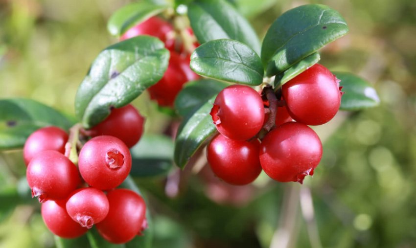 Журавлина Журавлина