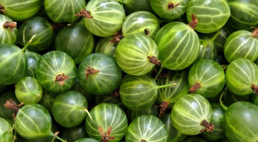 Аґрус Аґрус