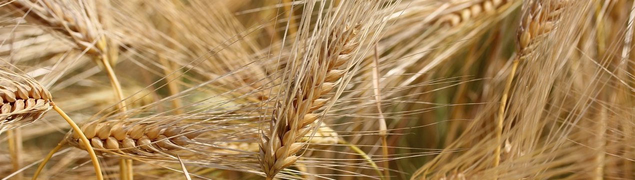 Австралія знижує свій прогноз по пшениці, шерсті і молока