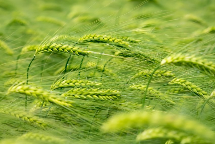 Австралія знижує свій прогноз по пшениці, шерсті і молоку