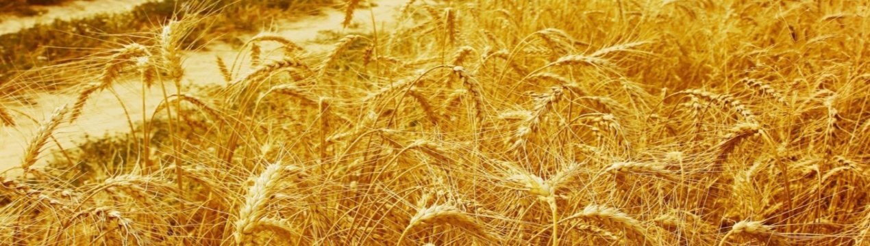 Прогноз врожайності в Євросоюзі