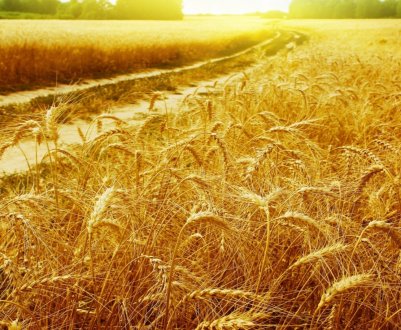 Прогноз врожайності в Євросоюзі