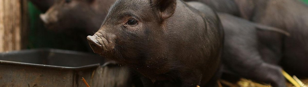 Щоб зупинити АЧС В'єтнам отбраковал два з половиною мільйона свиней