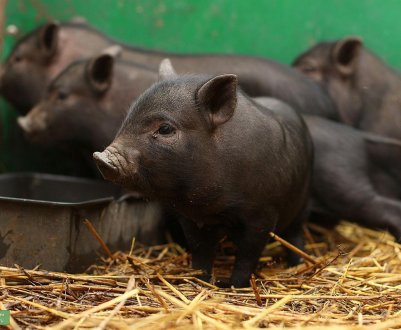 Щоб зупинити АЧС В'єтнам отбраковал два з половиною мільйона свиней