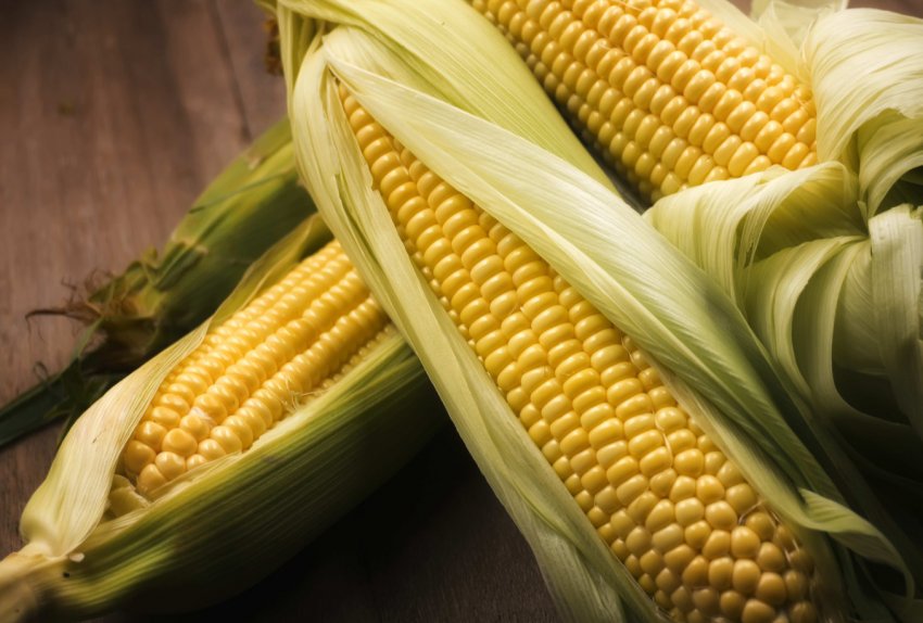 Прогноз врожайності в Євросоюзі Прогноз врожайності в Євросоюзі