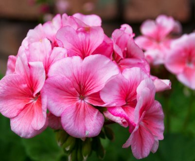 Чим підживити герань для рясного цвітіння в домашніх умовах