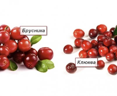 Ніж зовні відрізняється журавлина від брусниці