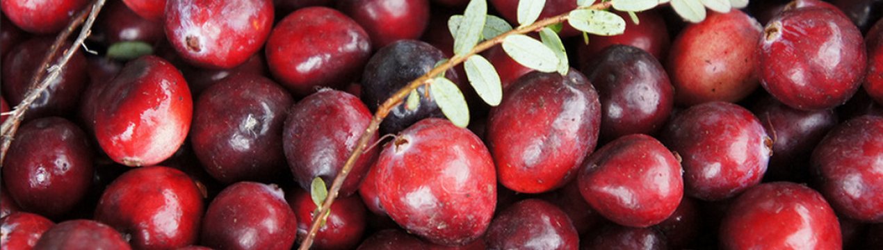 Як правильно приготувати і приймати журавлину від набряків вагітним