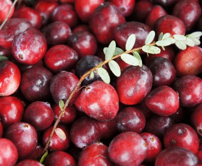 Як правильно приготувати і приймати журавлину від набряків вагітним