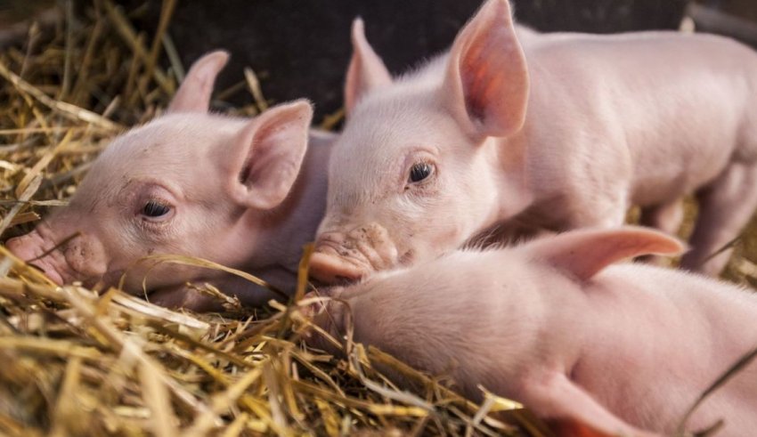 Щоб зупинити АЧС В'єтнам отбраковал два з половиною мільйона свиней Щоб зупинити АЧС В'єтнам отбраковал два з половиною мільйона свиней