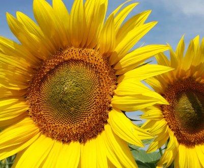 До 2025 року світовий ринок олійних культур значно подорожчає