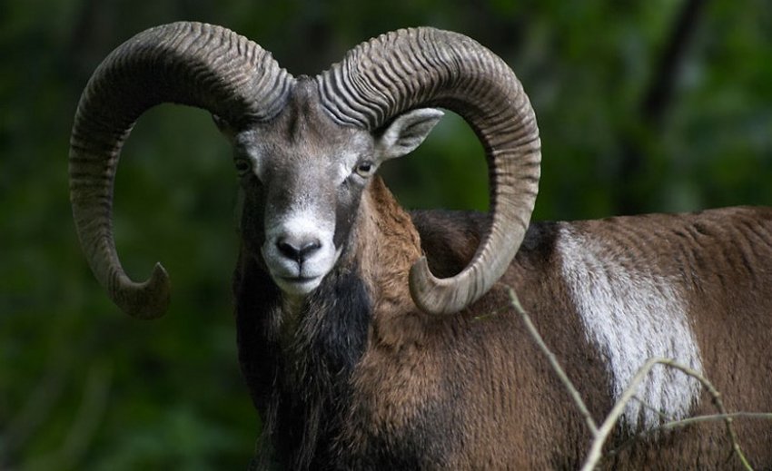 Баран-муфлон Баран-муфлон