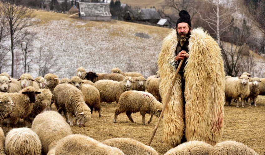 Чабан зі стадом овець Чабан зі стадом овець