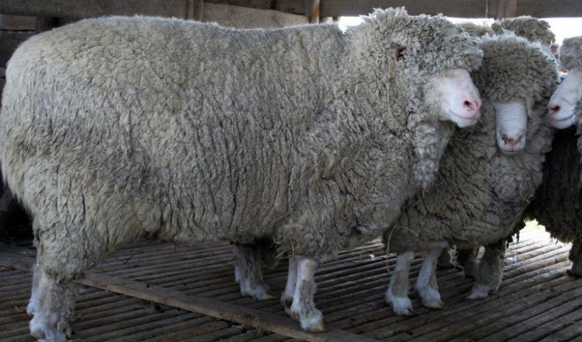 М`ясна порода овець М`ясна порода овець