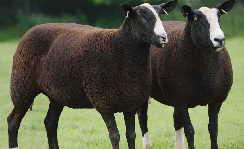 Молочна порода овець Молочна порода овець