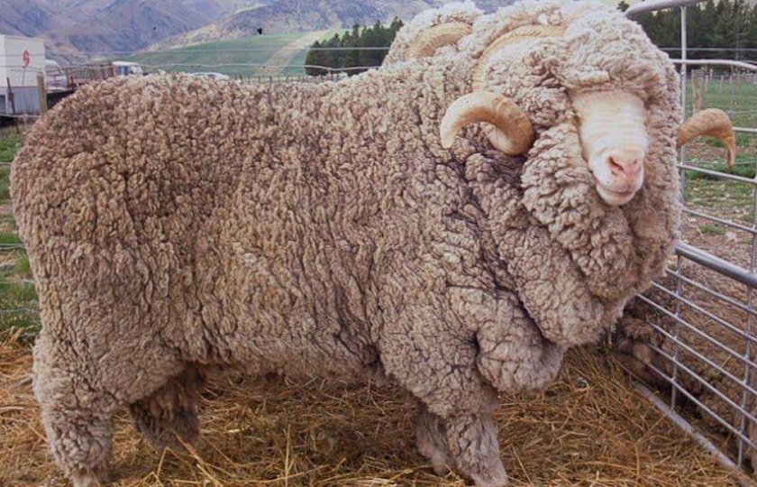Шерстяная порода овец