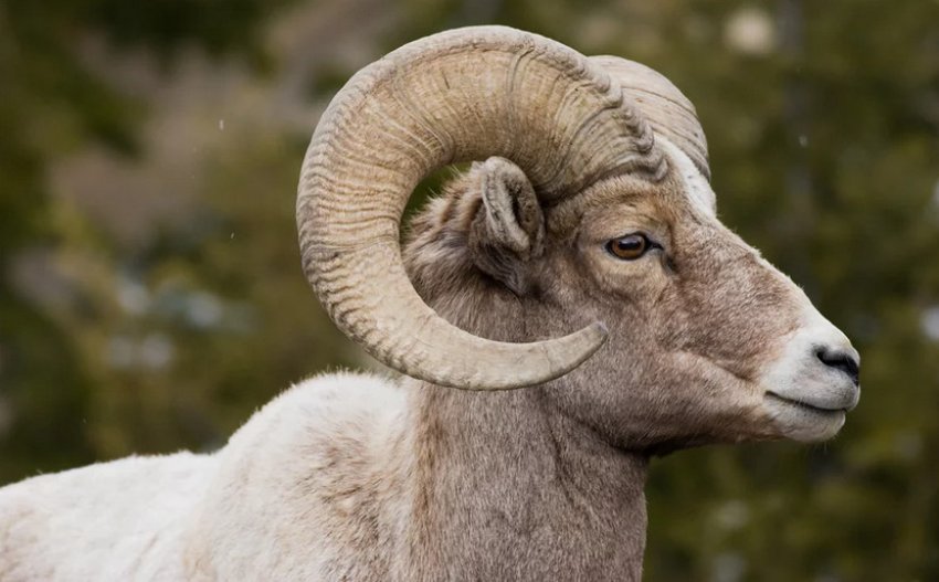 Сніговий баран Сніговий баран