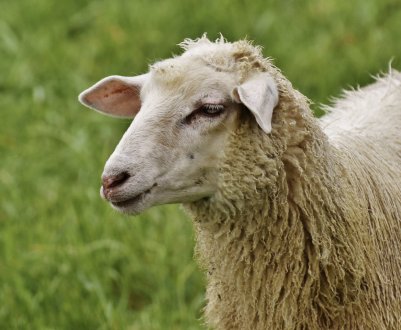 Як визначити та лікувати брадзот у овець: епізоотологія, вакцинація