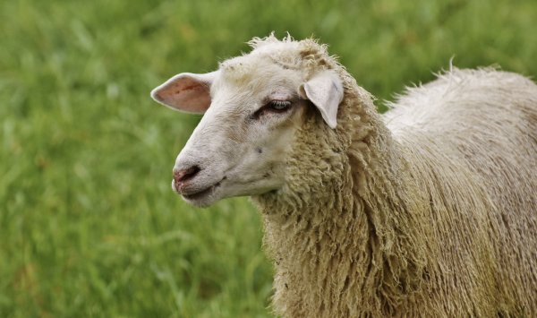 Брадзот у овец: симптомы, лечение и профилактика болезни