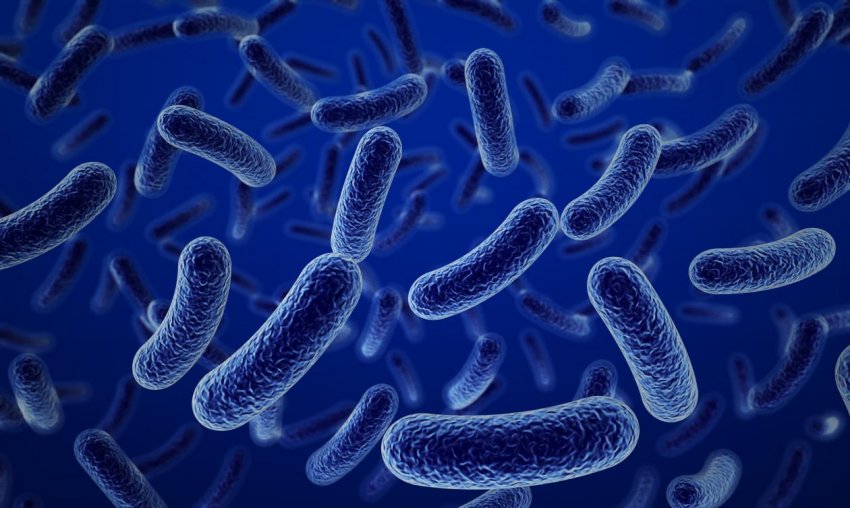 Бактерии Клостридиум