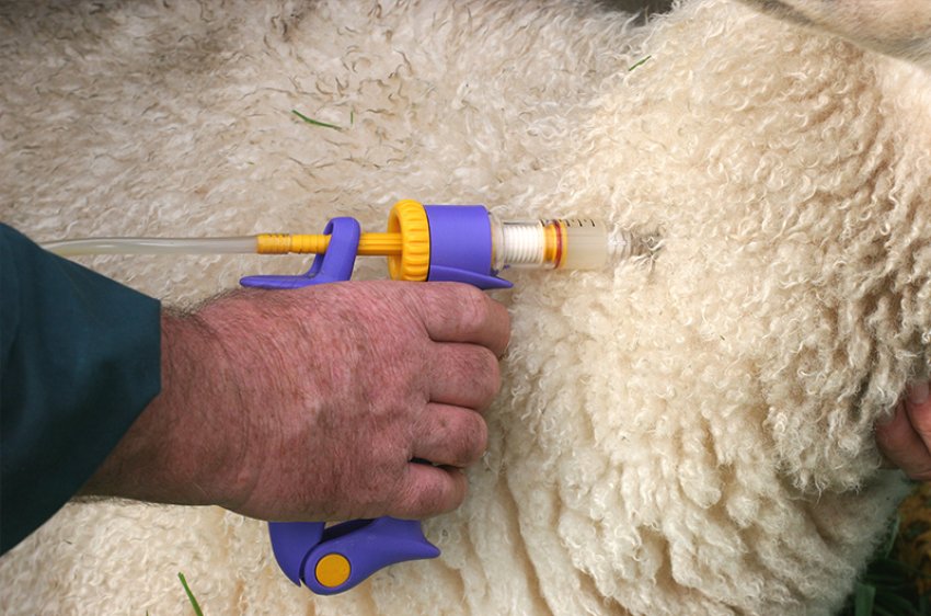 Введение лекарства от брадзота овце