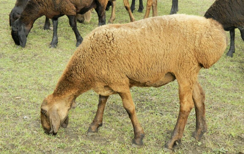 Гісарські вівці Гісарські вівці