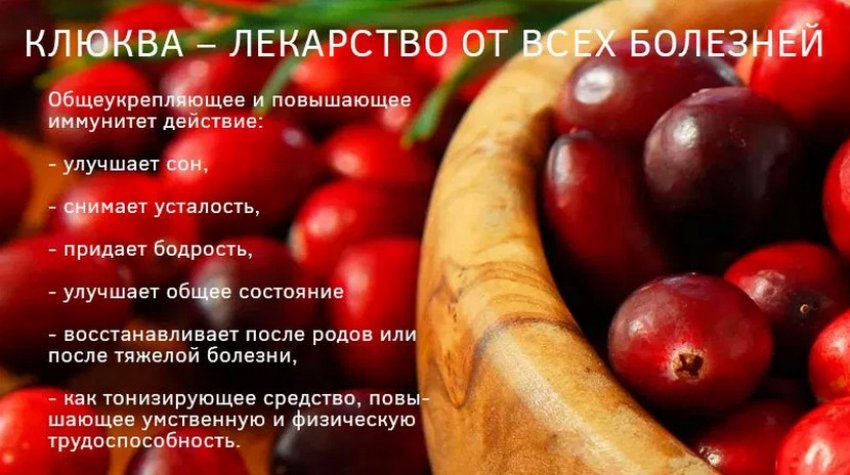 Корисні властивості журавлини Корисні властивості журавлини