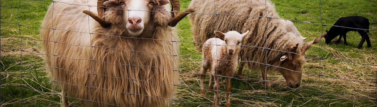 Різниця між бараном і вівцею, баранчиком і ягням, рекорди овець