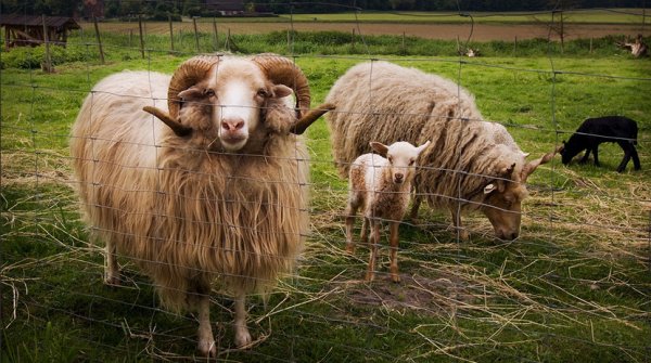 Интересные факты об овцах: как выглядят, породы, гибриды, отличия и описание самца, самки, их детёнышей || Образ овечки