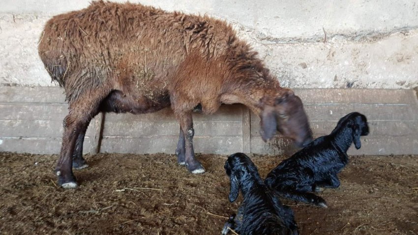 Гіссарська вівця та ягнята Гіссарська вівця та ягнята