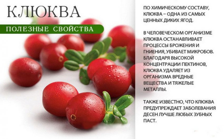 Властивості журавлини Властивості журавлини