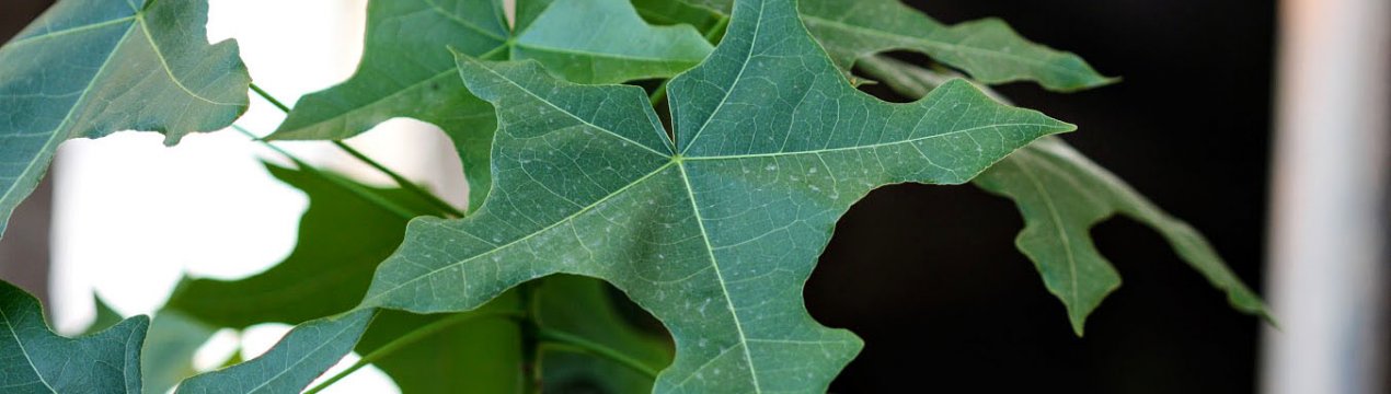 Брахіхітон: опис, особливості догляду в домашніх умовах